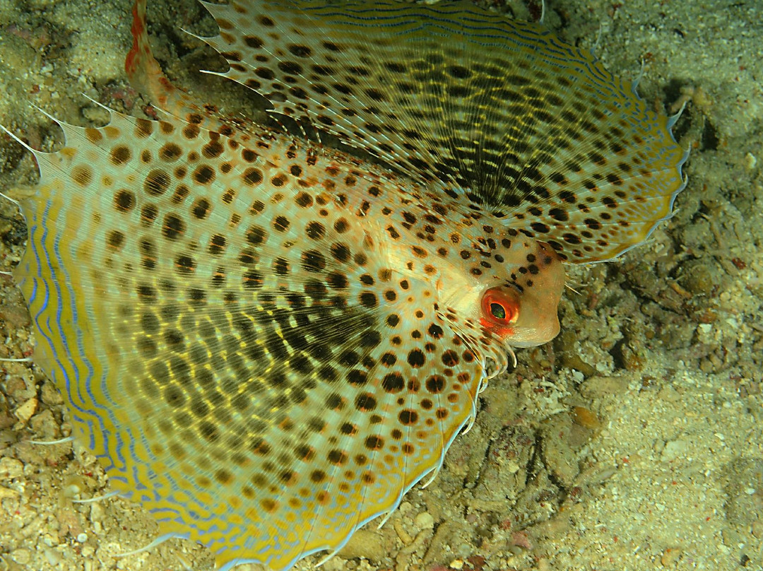 Dohna Dives-邦劳岛必去景点