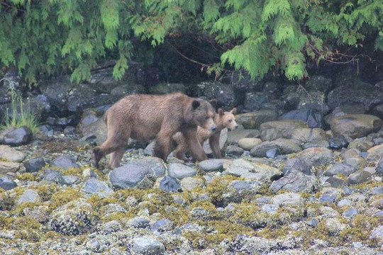 Campbell River Whale and Bear Excursions-坎贝尔里弗必去景点