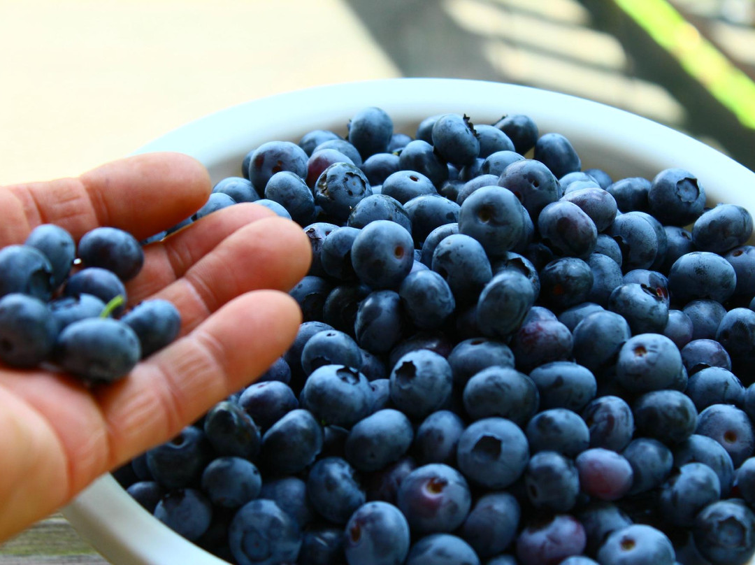 Hop'n Blueberry Farm-Black Mountain必去景点