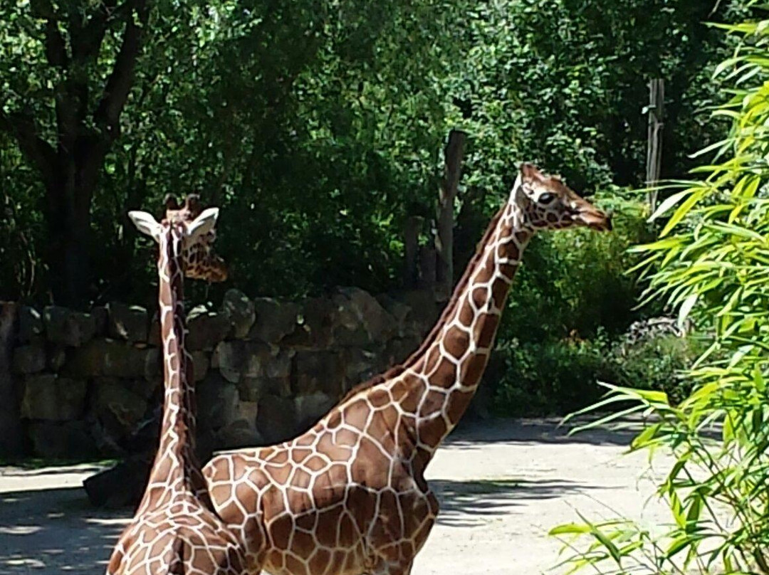 Zoo Osnabrück景点图片