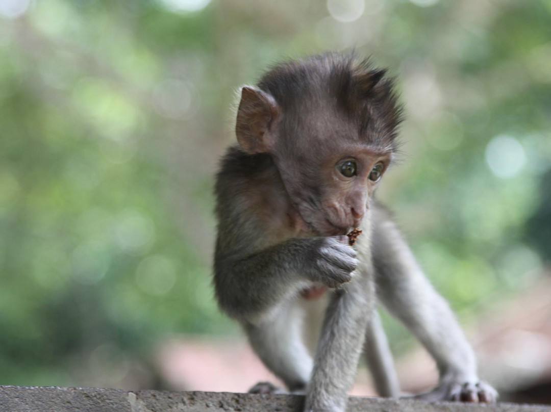 Bali Essential Tour-Kuta Selatan必去景点