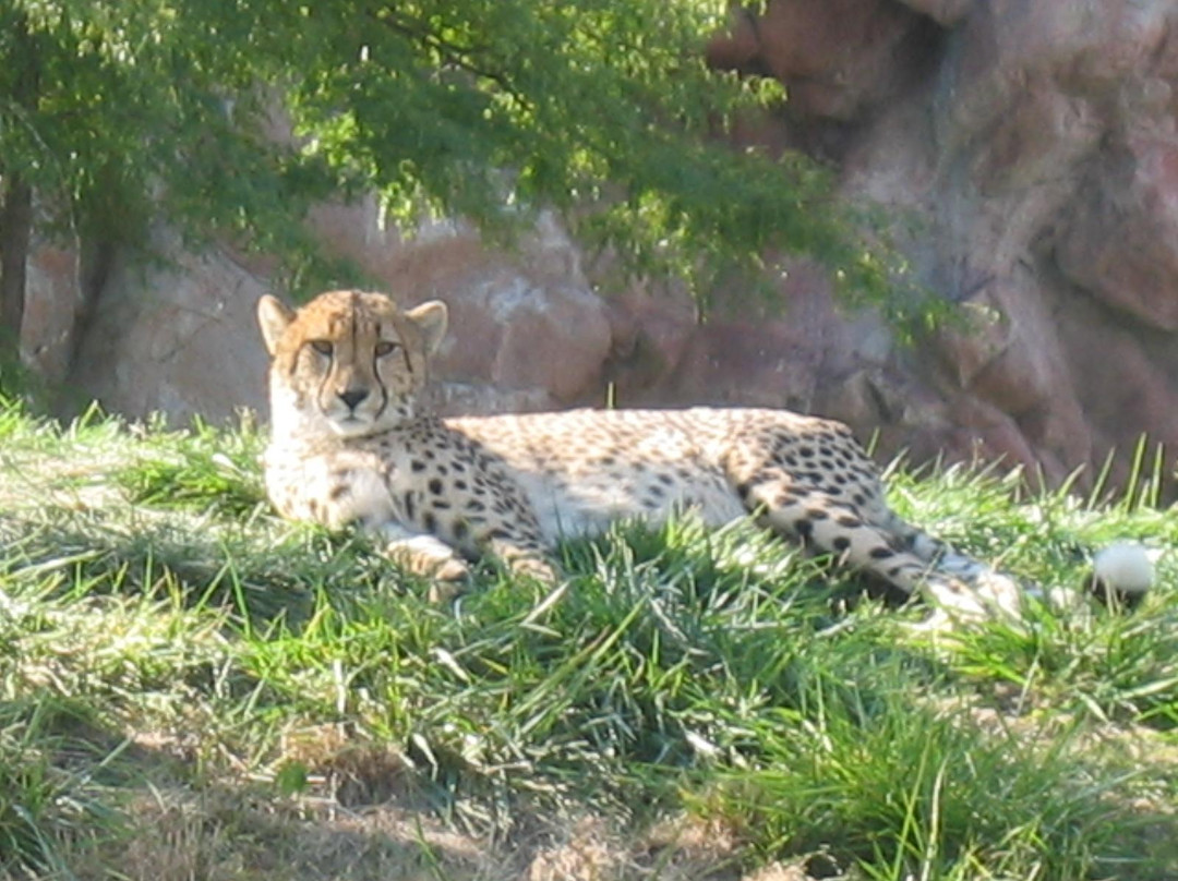 多伦多动物园-多伦多必去景点