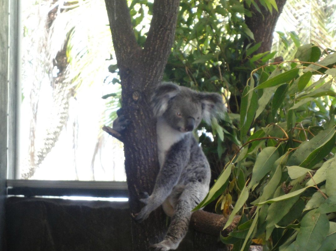 Cairns ZOOM and Wildlife Dome-凯恩斯必去景点