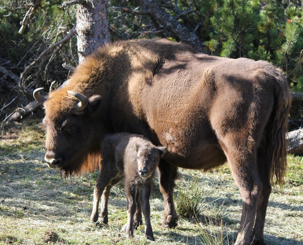 Réserve Bisons d'Europe-Sainte-Eulalie必去景点