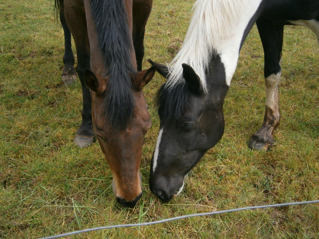 Markree RIding Stables-Collooney必去景点