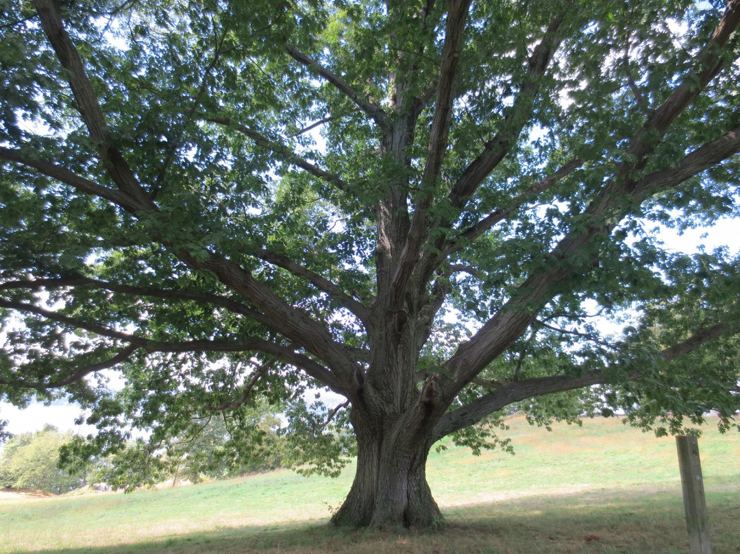 Rockwood Hall State Park景点图片