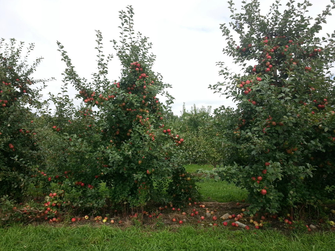Mack's Apples-Londonderry必去景点