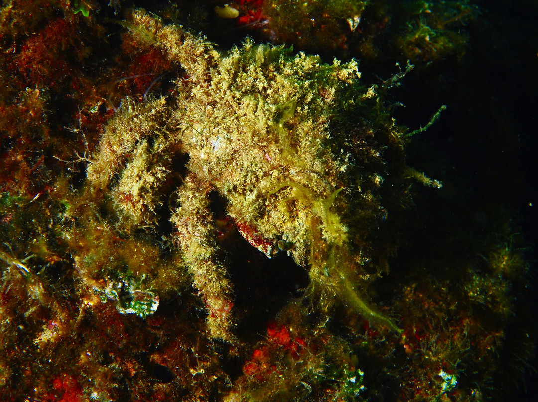 Diving nord Adriatico Jesolo-耶索洛必去景点