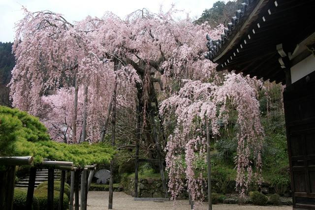 善峰寺-京都市必去景点