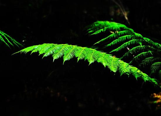雪博鲁克森林-墨尔本必去景点