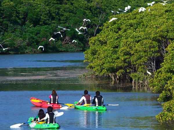 Nature Miraikan主图