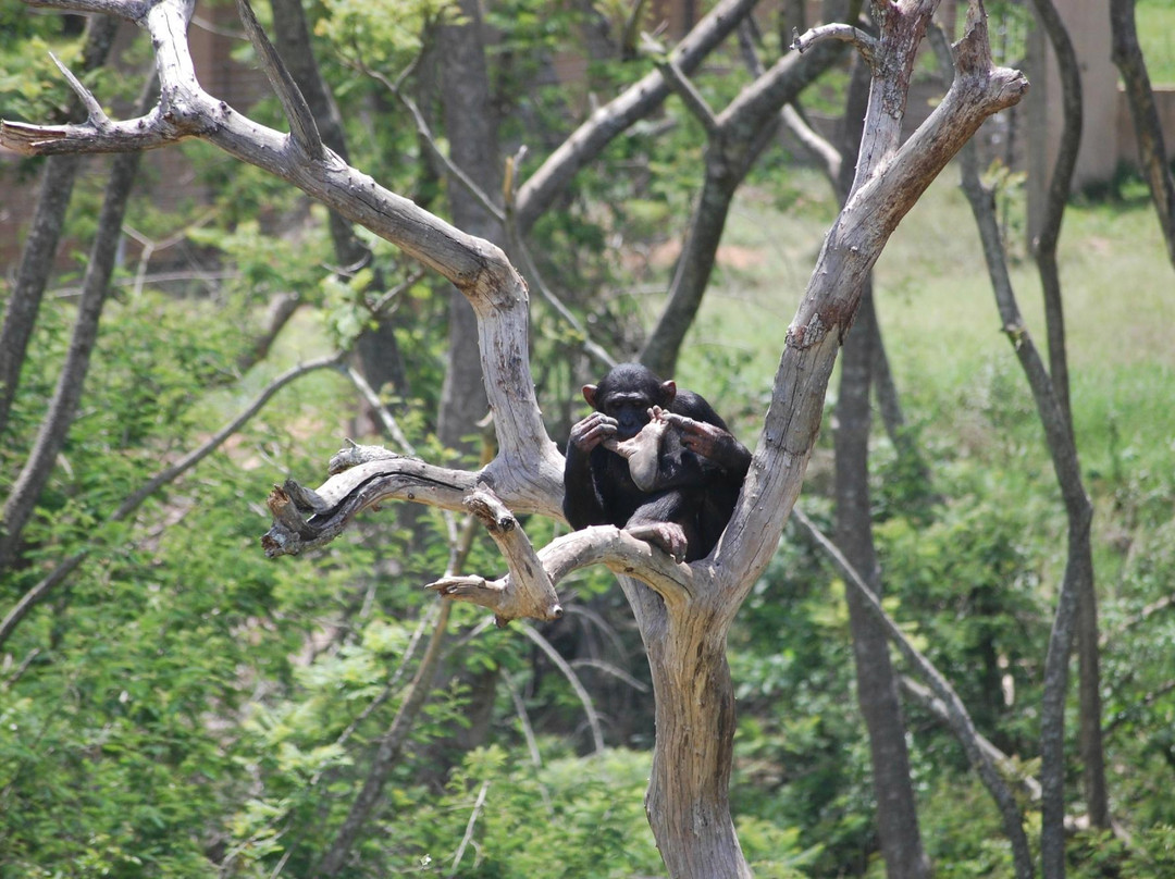 Jane Goodall Chimpanzee Eden Sanctuary-尼斯普鲁特必去景点