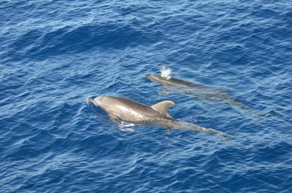 太平洋鲸鱼基金会-玛阿拉也亚必去景点