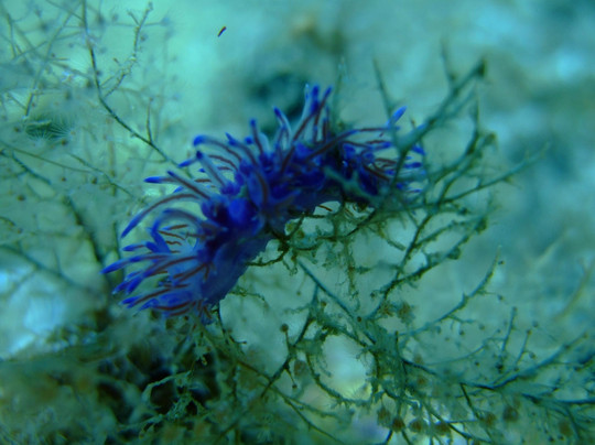 European Diving Institute - Centre de plongee en Crete-伊拉克利翁必去景点