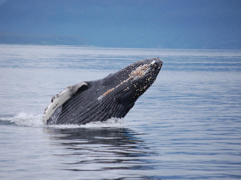 Weather Permitting Alaska - Whale Watching-朱诺必去景点