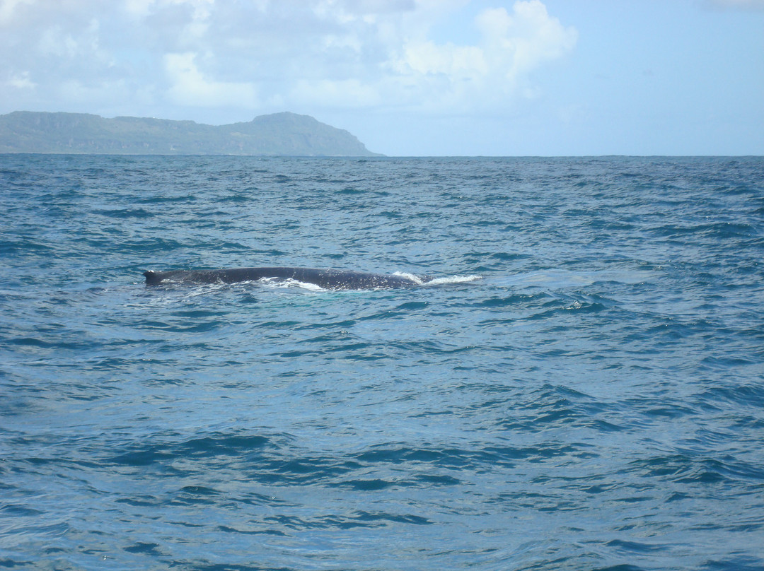Samana Bay-萨马纳半岛必去景点