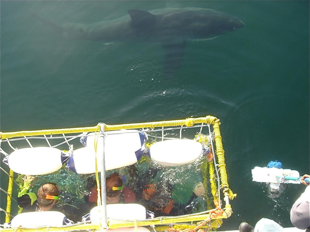 White Shark Diving Company-干斯拜必去景点