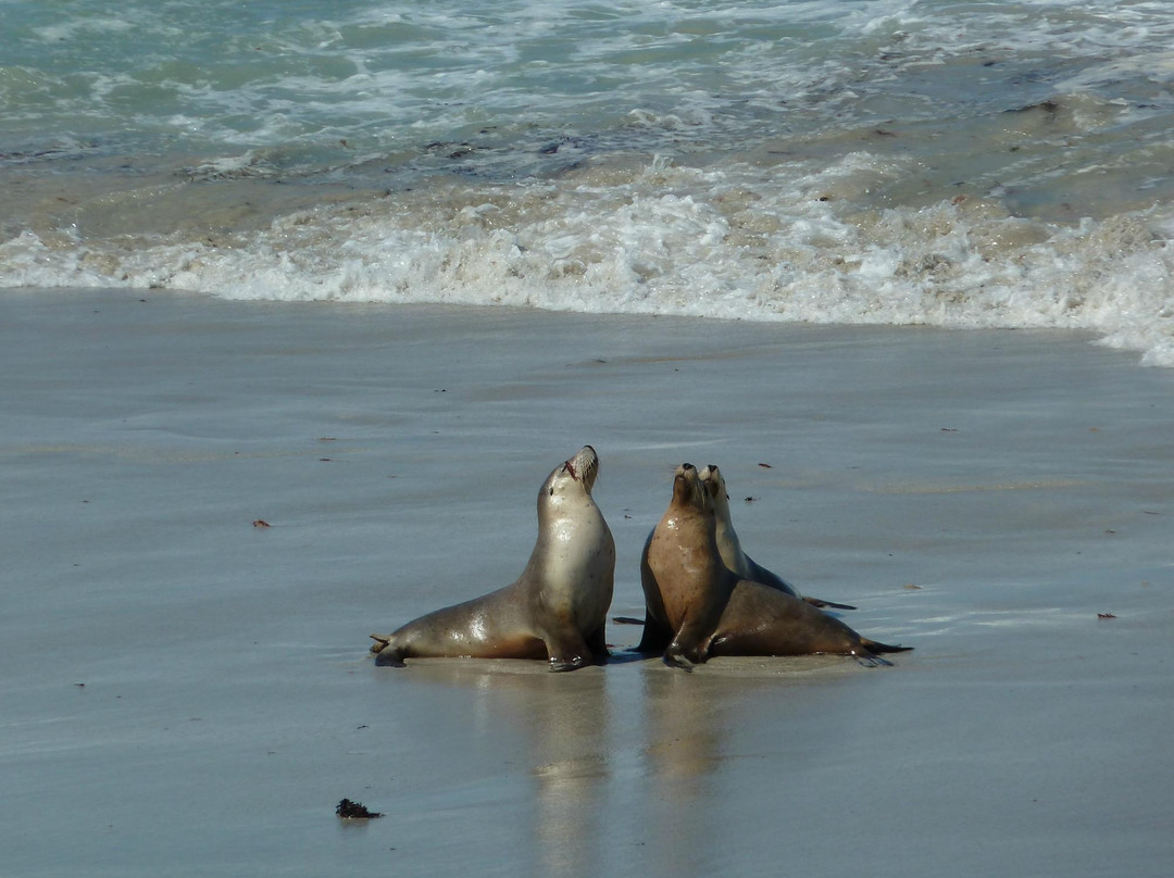 坎加鲁岛海联一日游-阿德莱德必去景点