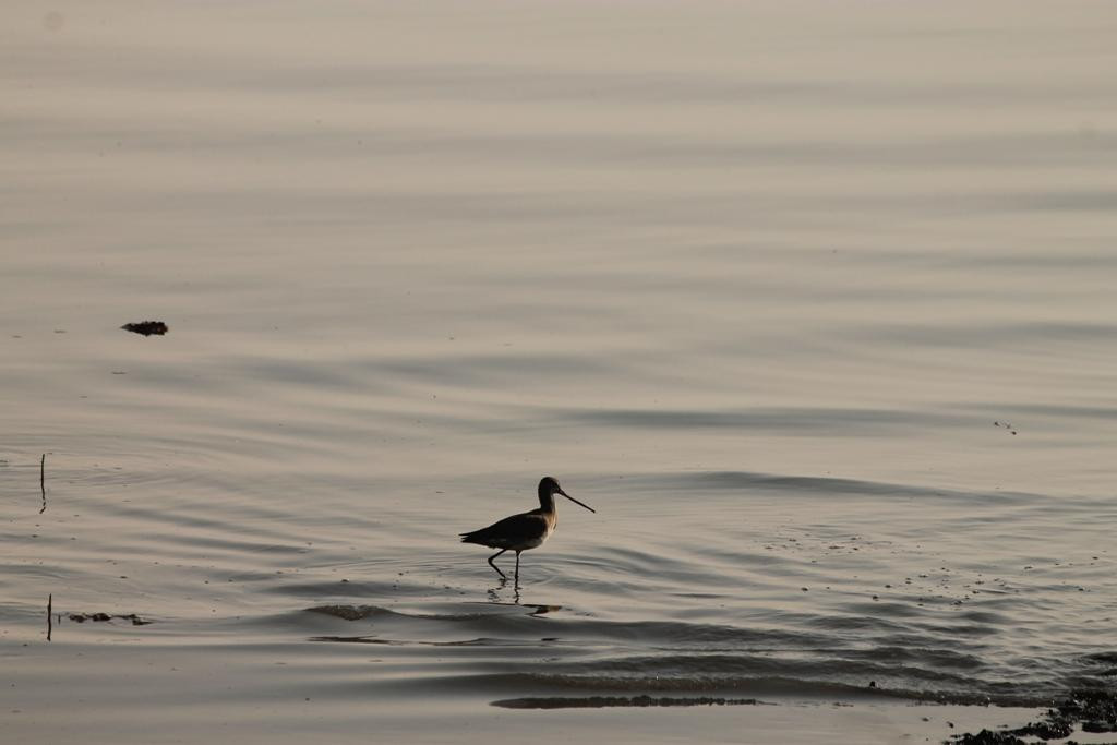 Sewri Jetty-孟买必去景点