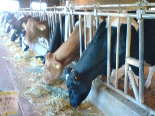 Rakunoh Mother's Aso Milk Bokujo-西原町必去景点