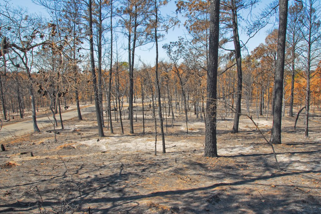 Bastrop State Park-巴斯特罗普必去景点