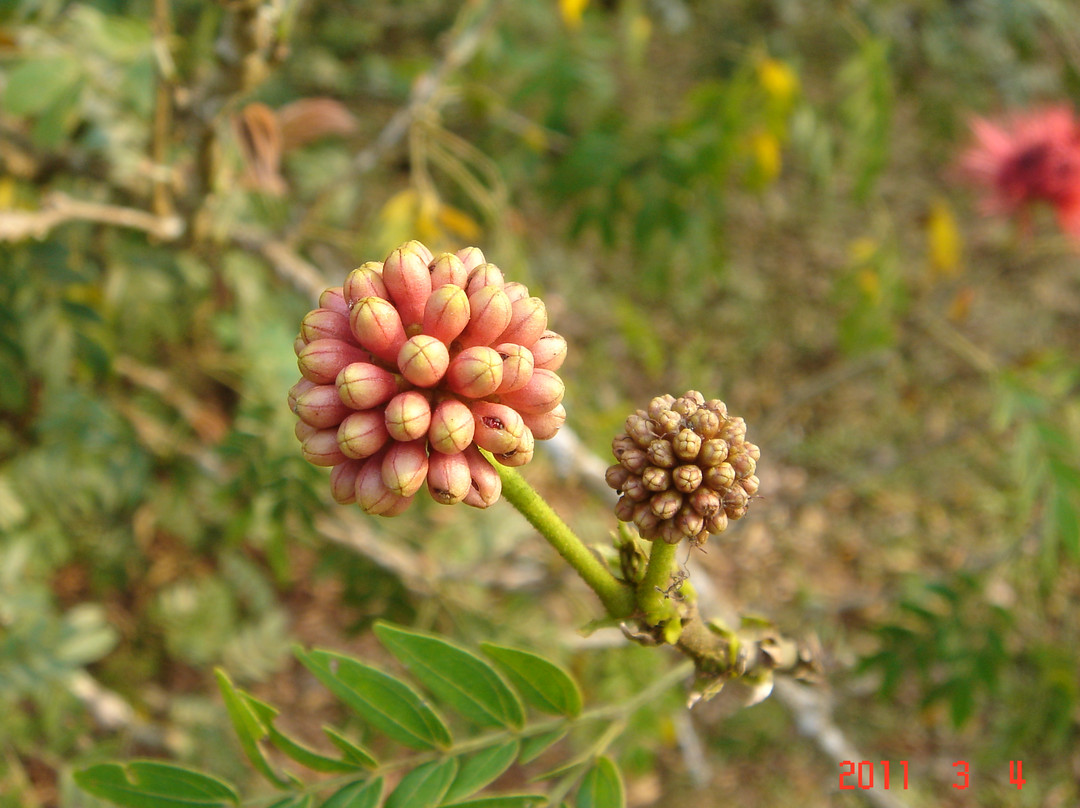 中国科学院西双版纳植物园景点图片