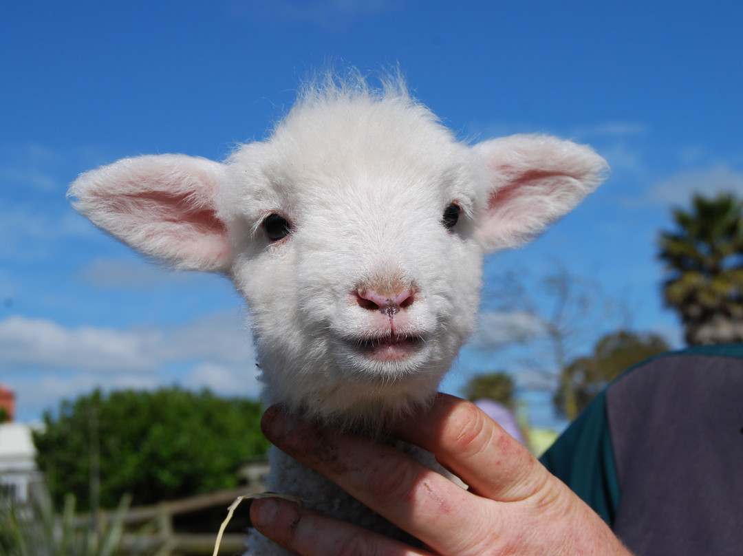 蝴蝶溪-奥克兰中心地区必去景点