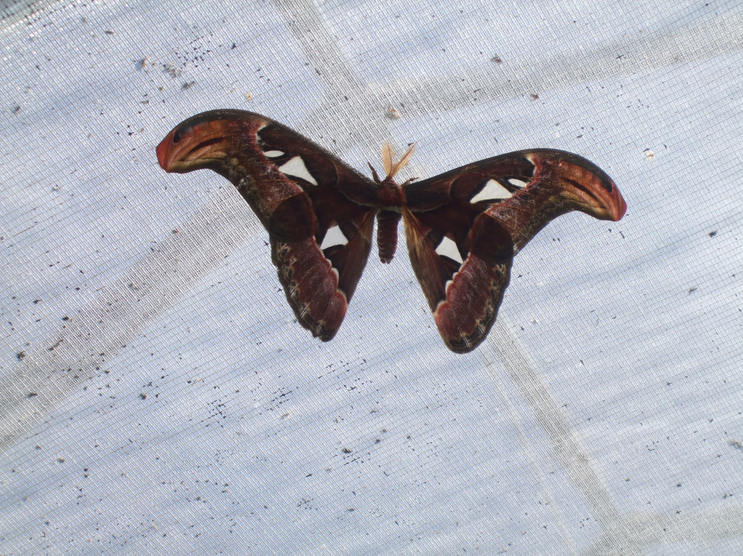 Butterfly World and Fountain World-Wootton必去景点