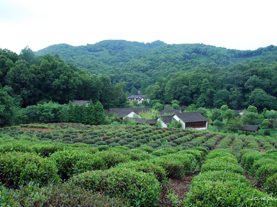 龙井茶田-杭州市必去景点