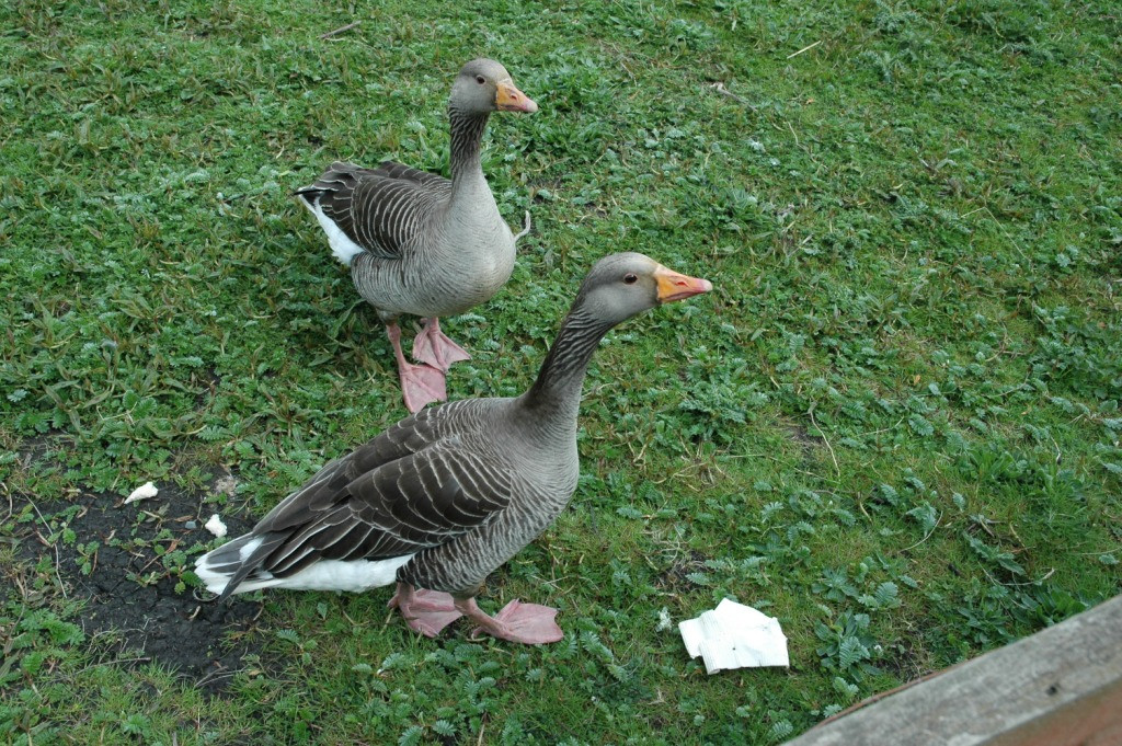 Wexford Wildfowl Reserve-Ardcavan必去景点