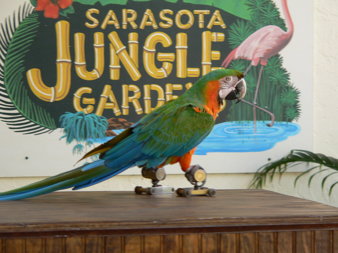 Sarasota Jungle Gardens-萨拉索塔必去景点