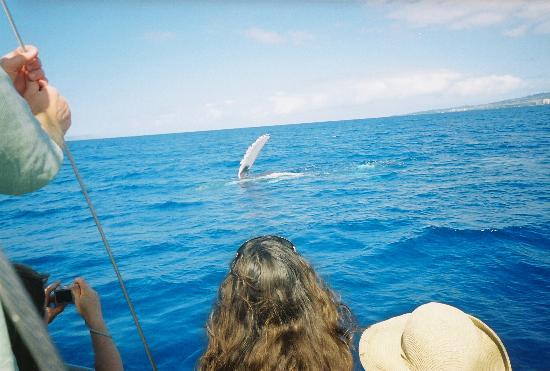 太平洋鲸鱼基金会-玛阿拉也亚必去景点