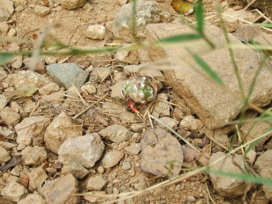 Ram Head Trail-圣约翰必去景点