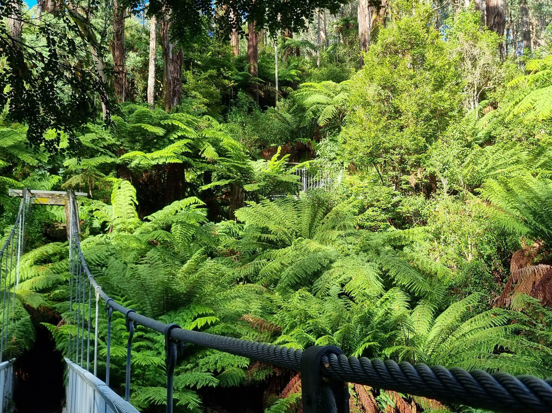 Tarra Bulga National Park景点图片