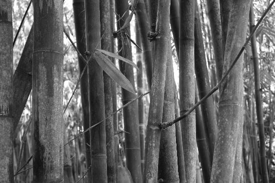 Marie Selby Botanical Gardens-萨拉索塔必去景点