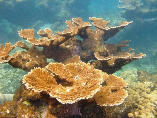 Snorkel Tobago-克朗波因特必去景点
