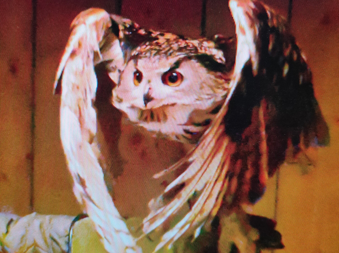 ARD Birds of Prey-Rosliston必去景点