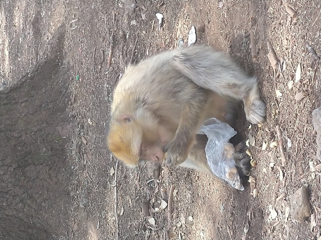 Cèdre Gouraud-Azrou必去景点
