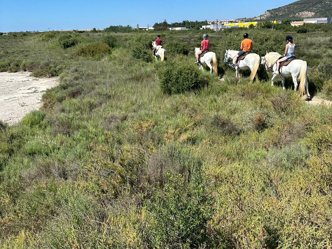 Promenade A Cheval Des Aresquiers-Vic-la-Gardiole必去景点