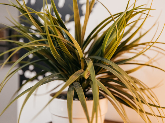 Centre thérapeutique Jomasso-蒙特利尔必去景点