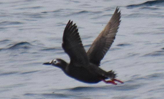 Haboro Enkai Ferry-羽幌町必去景点