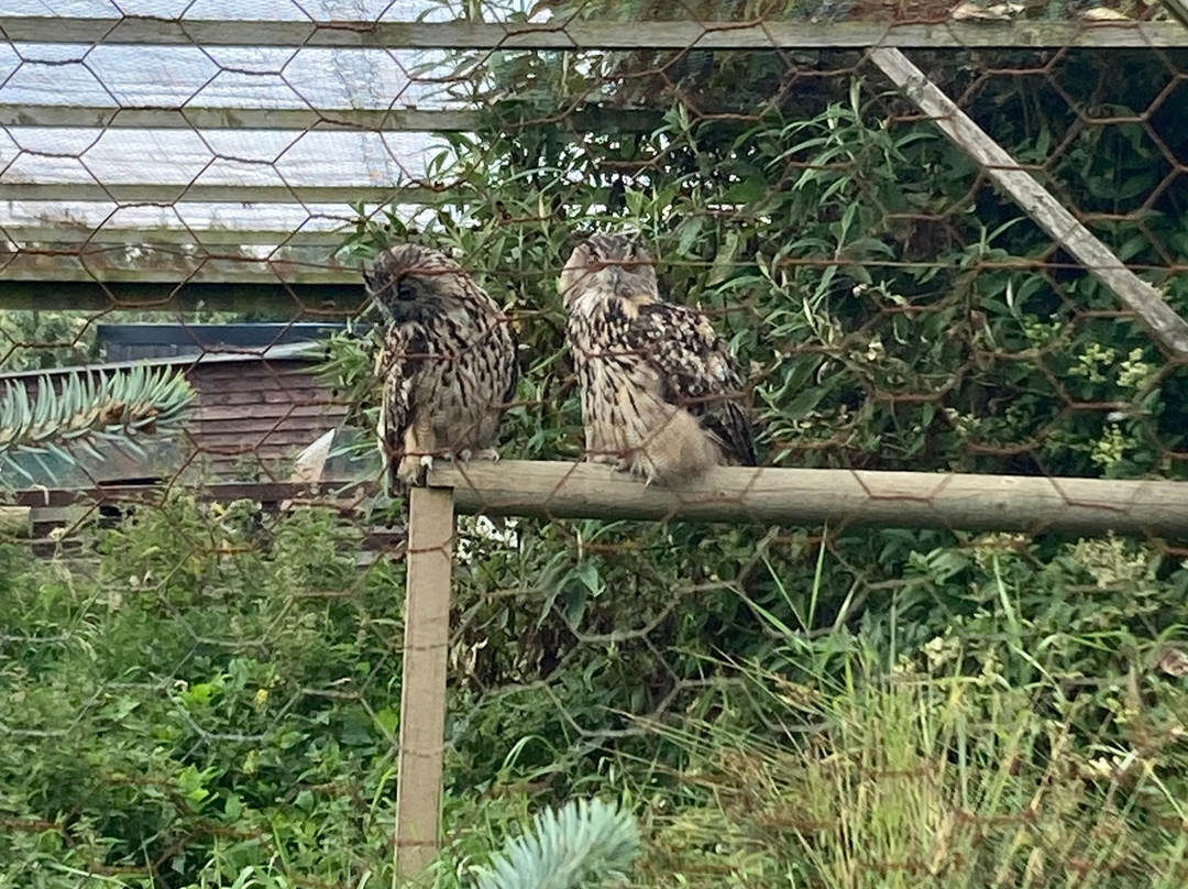 Willows Animal Sanctuary景点图片