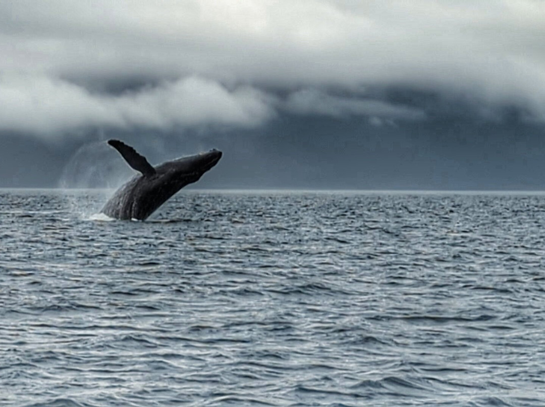 Dolphin Jet Boat Tours-朱诺必去景点