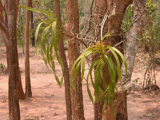 Phu Faek Forest Park-加拉信必去景点