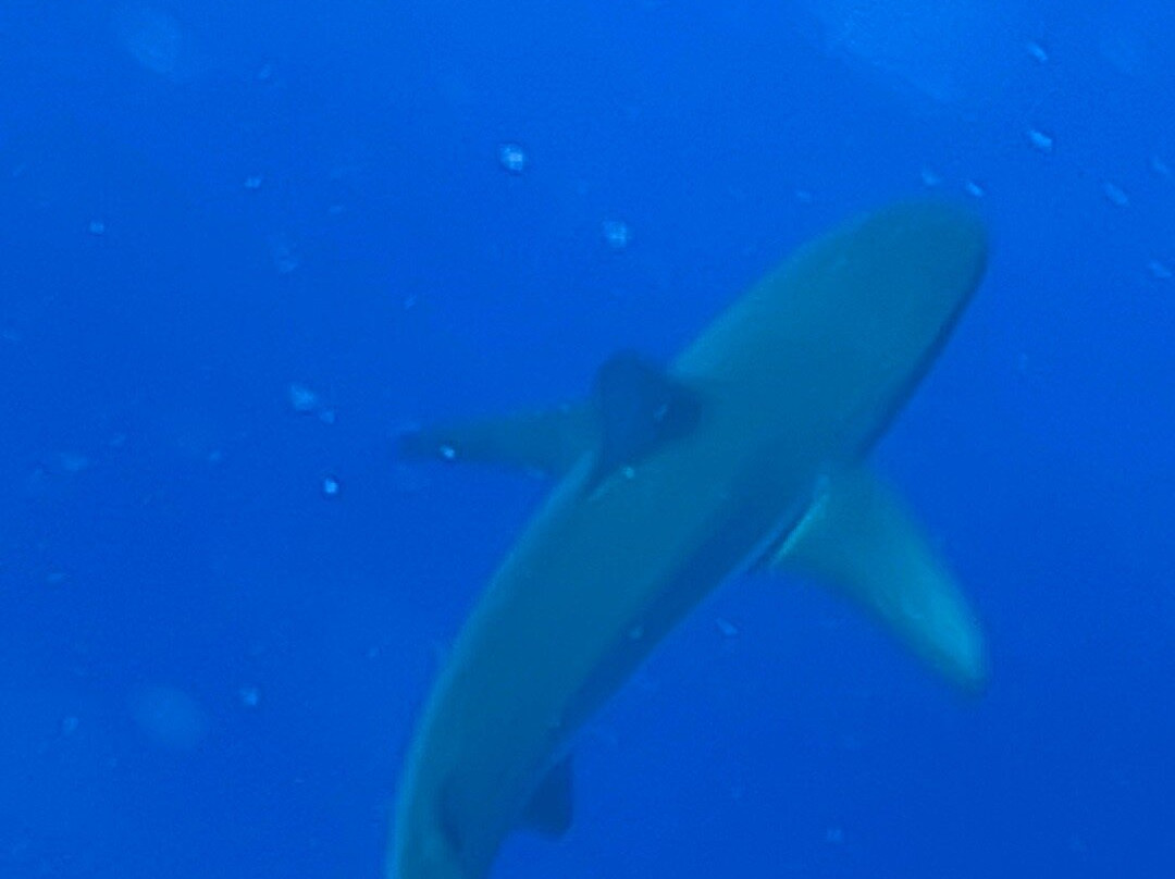 北岸鲨鱼历险记-哈雷瓦必去景点