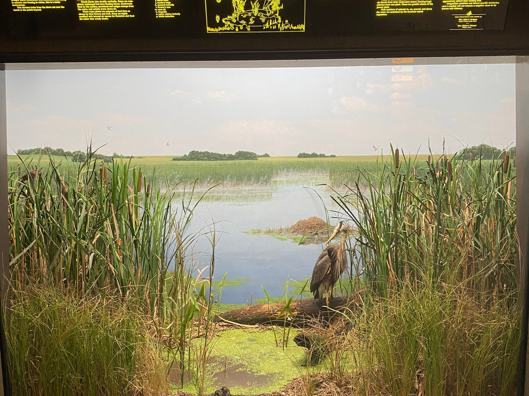 Museum of Natural History-爱荷华城必去景点