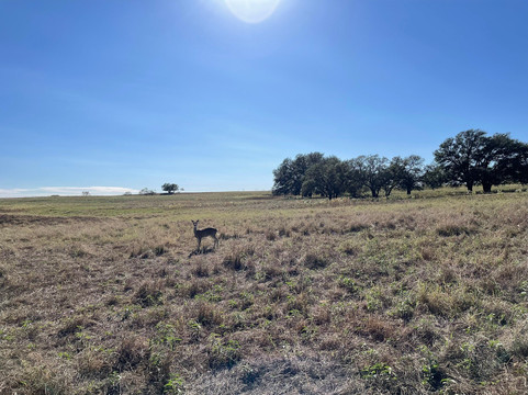 Ranch Road One Bike Rentals & Tours-弗雷德里克斯堡必去景点
