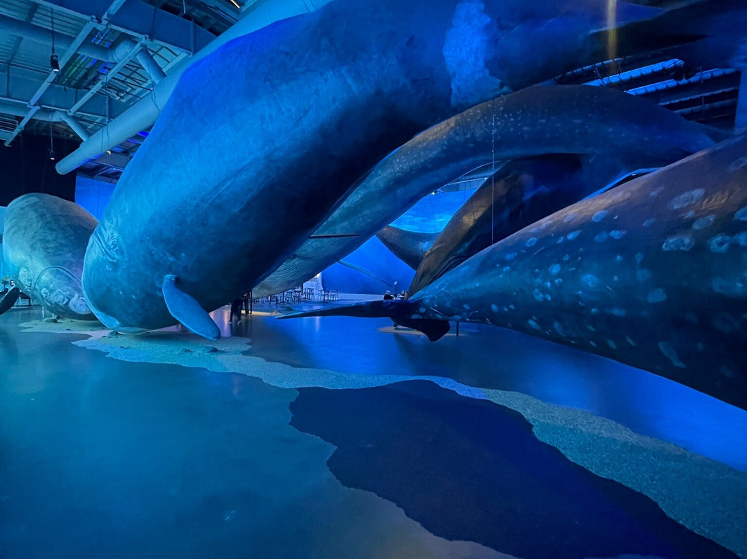 冰岛之鲸-雷克雅未克必去景点