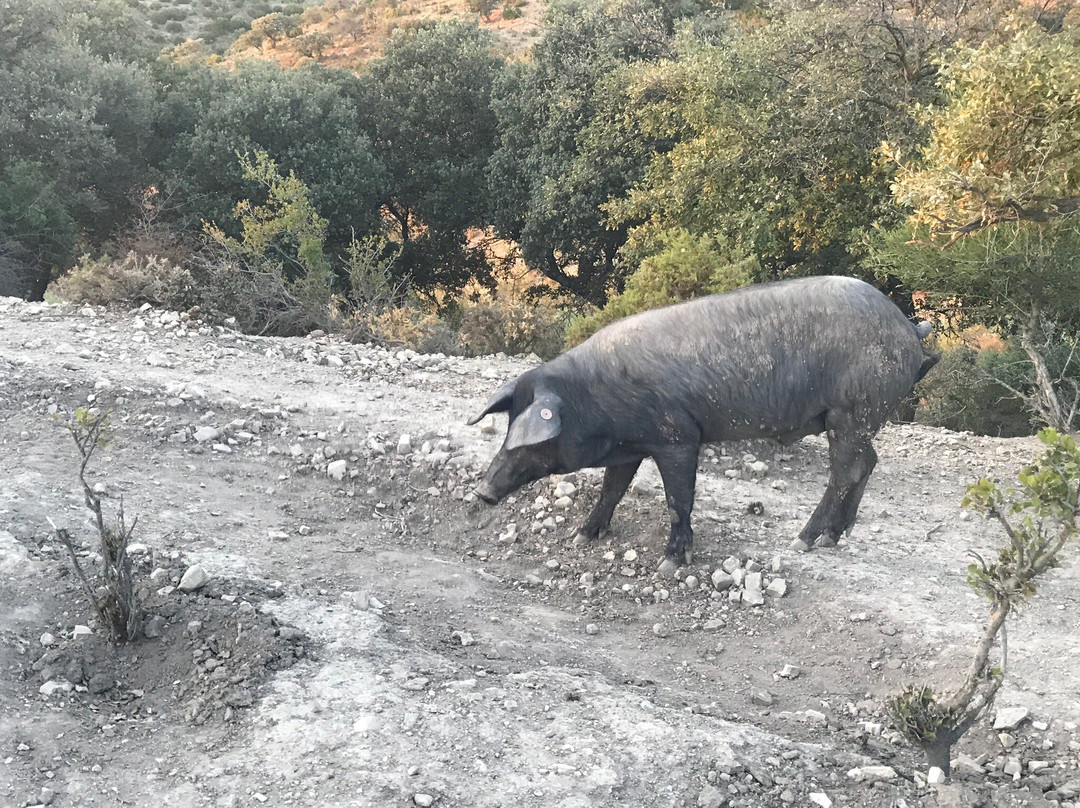 La Umbría Ibérico Ecológico景点图片