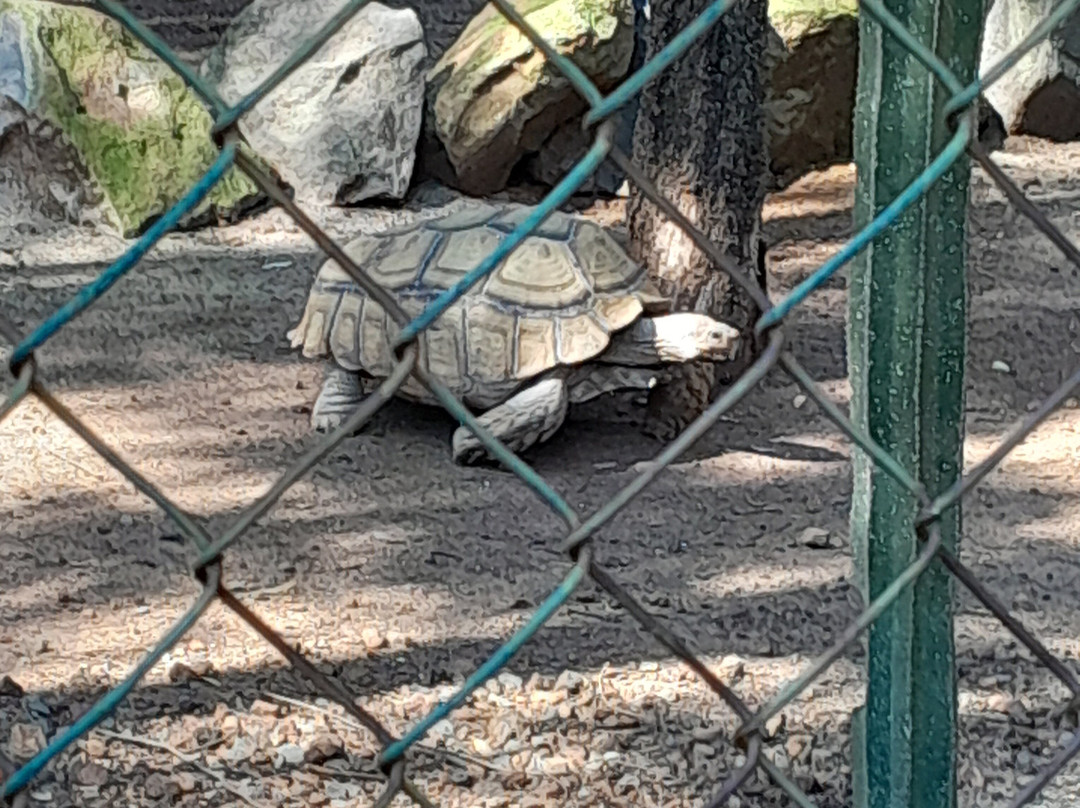 Zoologico de Moroleon景点图片